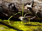 Fishing for insects