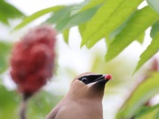 Cedar waxwing