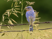 Eastern Bluebird