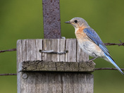 Eastern Bluebird