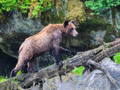 Wet Bear