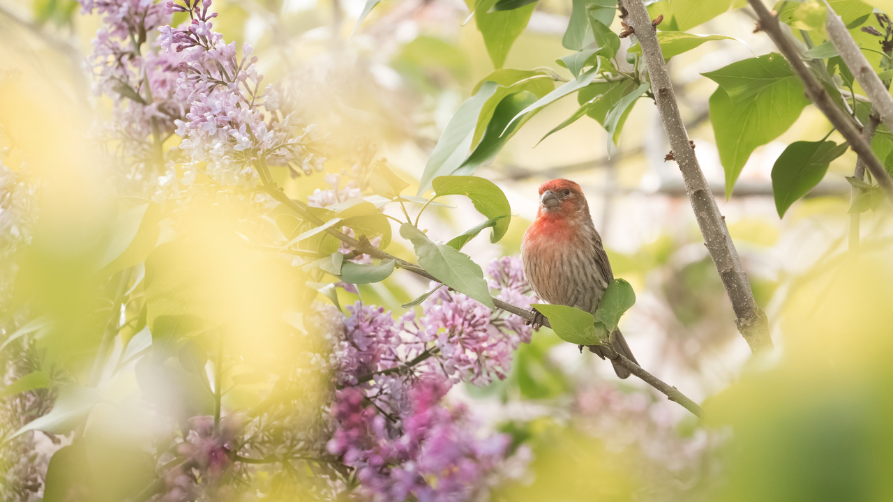 Among the Lilacs