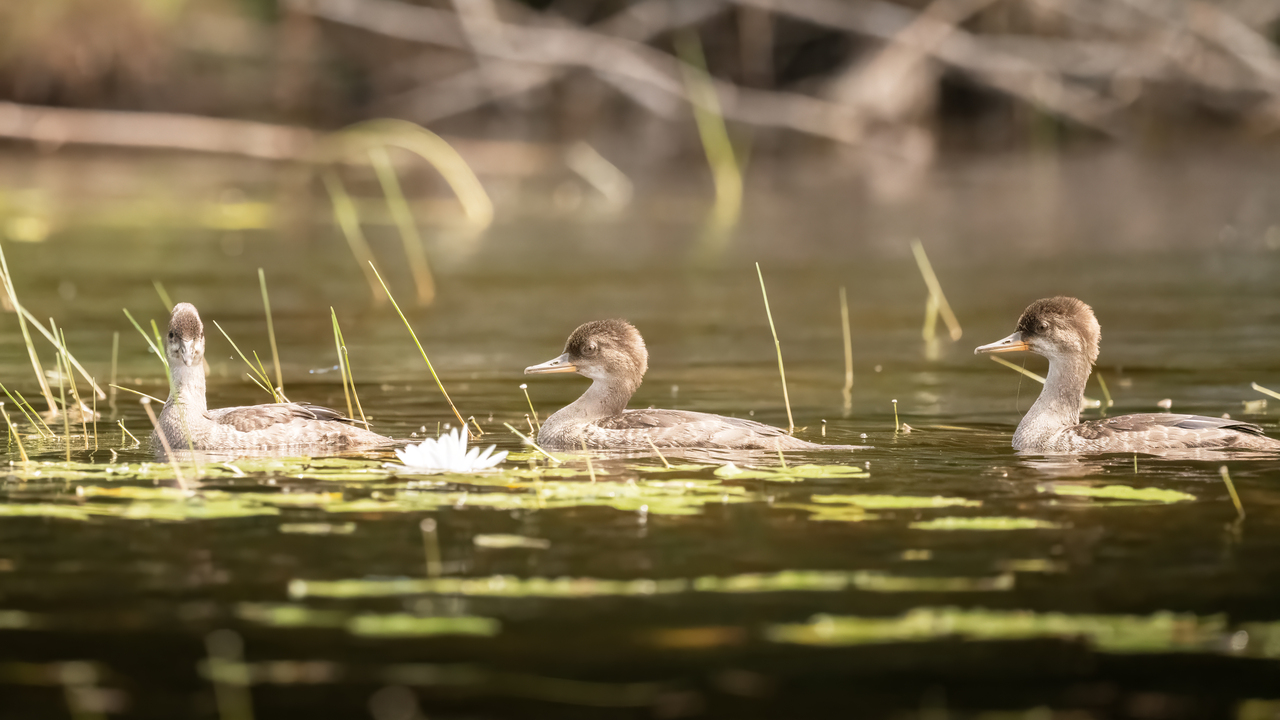 Three Mergansers