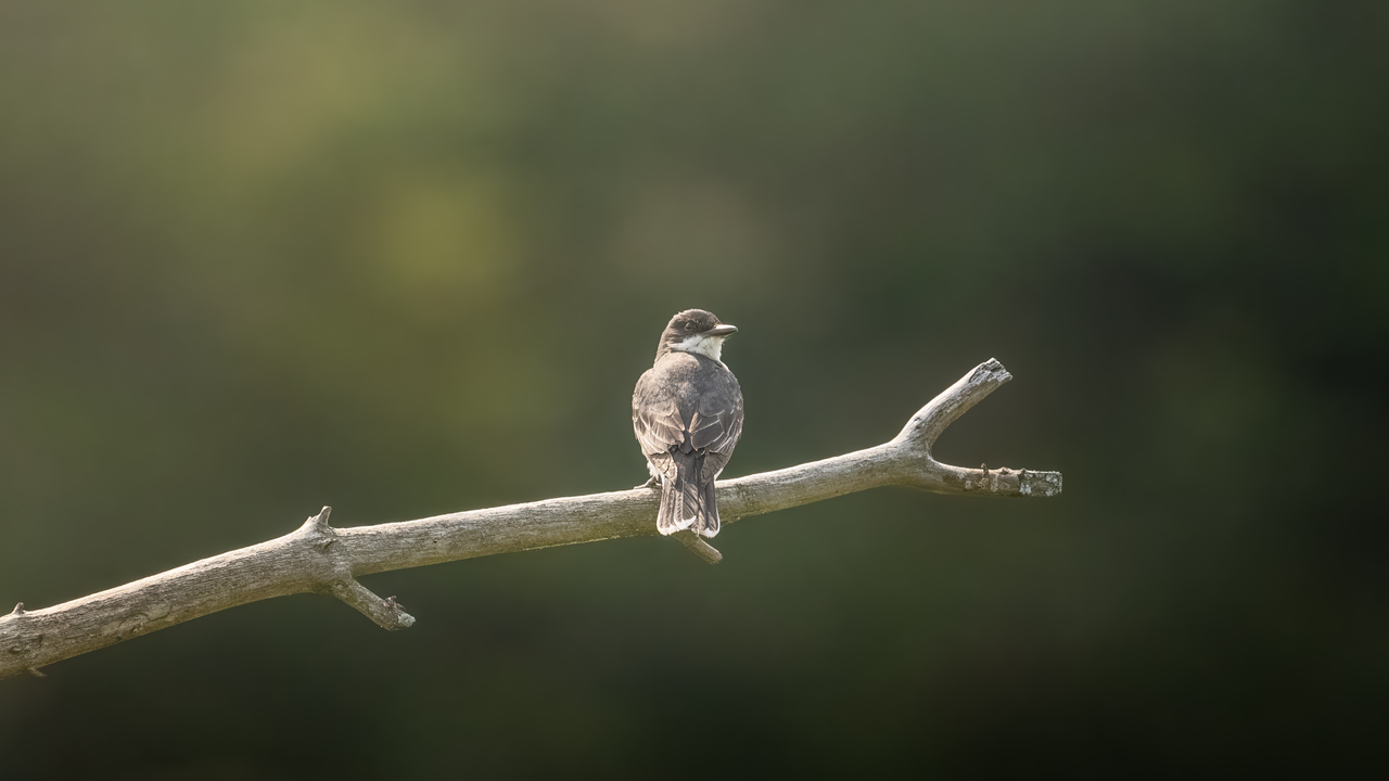 Kingbird on Watch