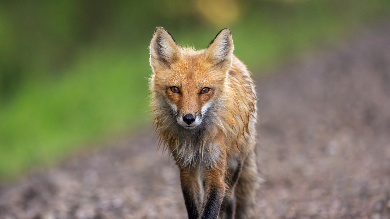 Portrait of a fox along a gravel path