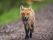 Portrait of a fox along a gravel path