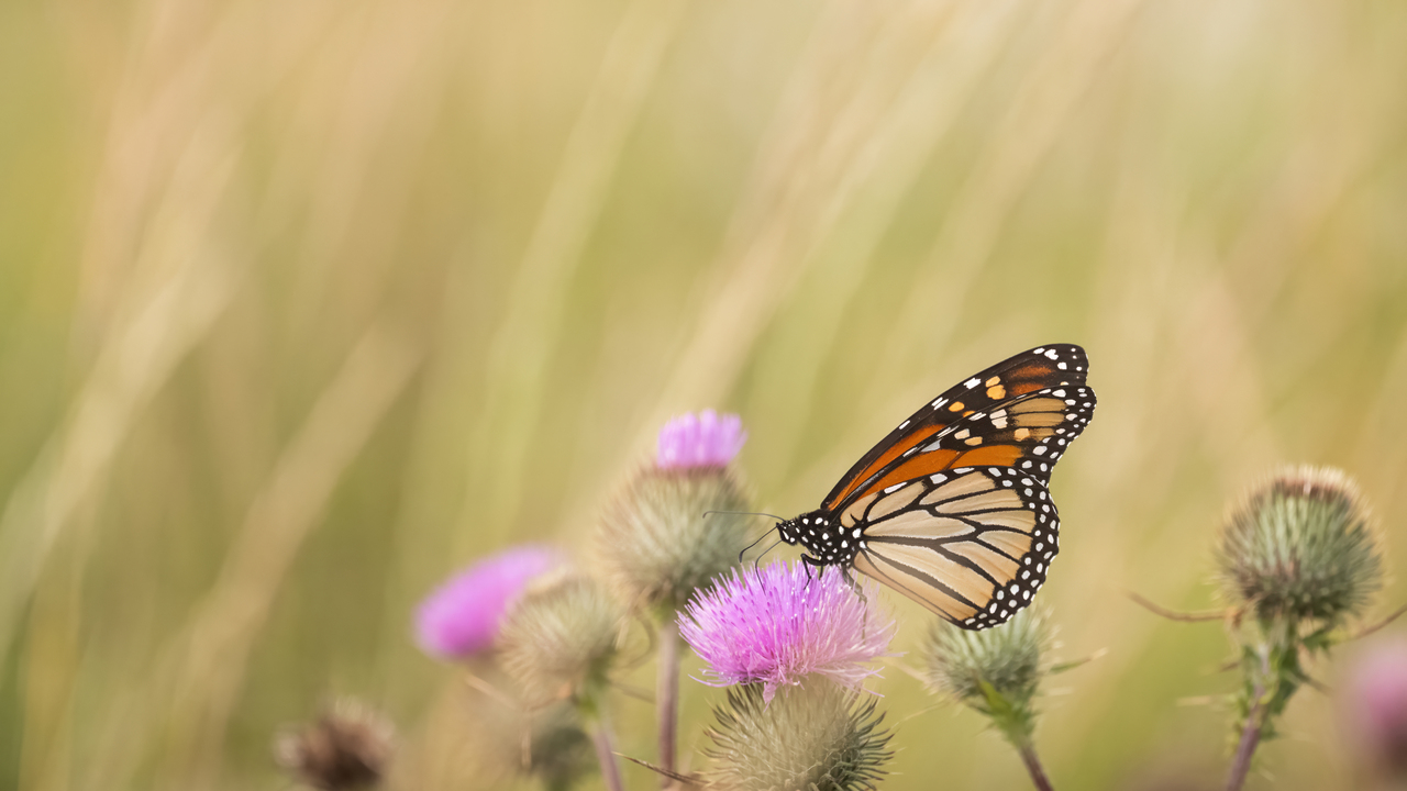 Monarch on a Thistle