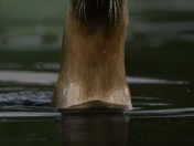 The Watcher