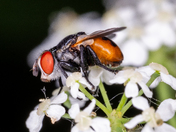 Cute little fly
