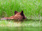 Coastal Grizzly Bear