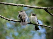 Eastern wood Pewee