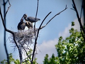 Feeding Time for Great Blue Herons