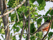 Robin Hiding in Foliage