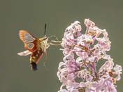 Flying Lobster