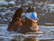 One Happy Duck