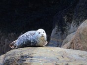 Harbour Seal