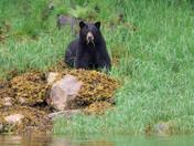 Black Bear