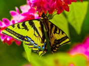Tiger Swallowtails