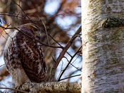 "On Patrol".