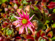Garden Succulent