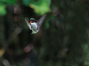 Male ruby throated 