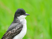 Eastern Kingbird