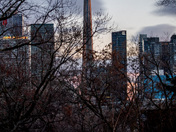 CN Tower
