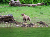 Growing Up Grizzly