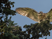 Fledgling red-tailed hawk stretches its wings