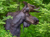 Moose in foliage