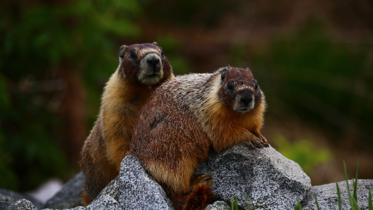 Sweet Couple