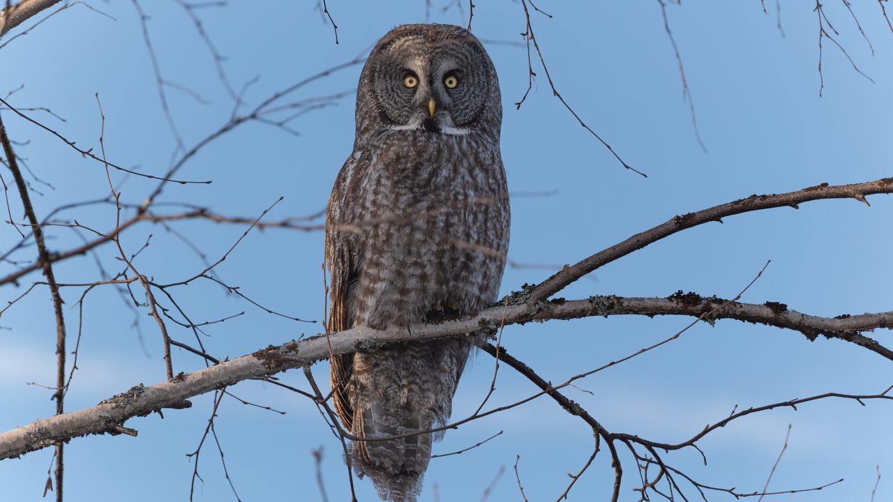 Randomly park beside a great grey owl