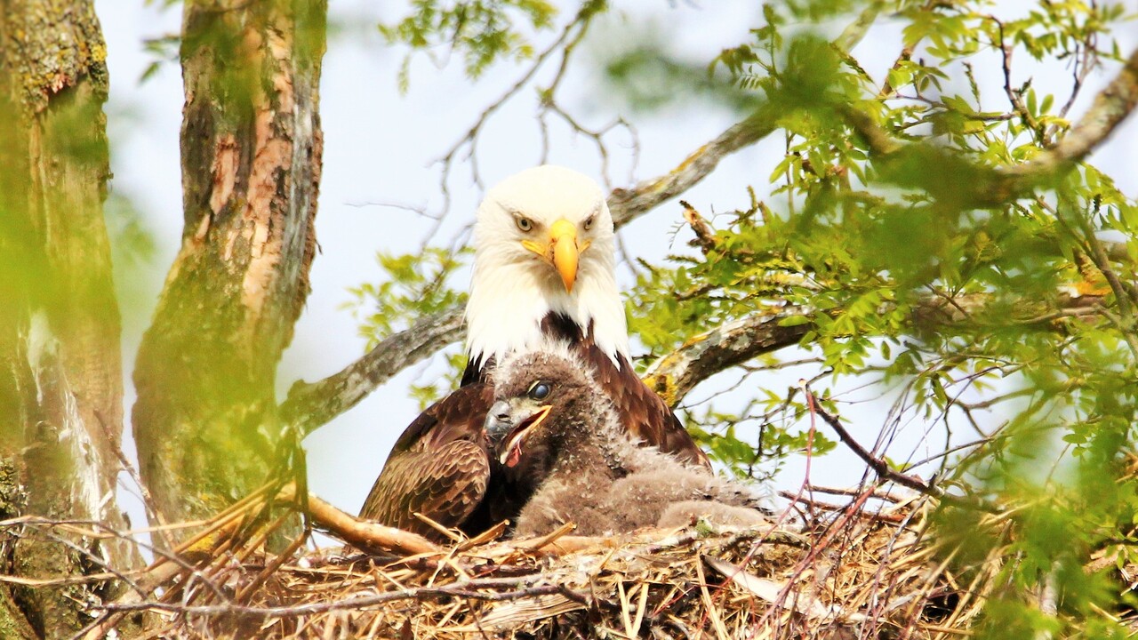 Proud Female Bald Eagle