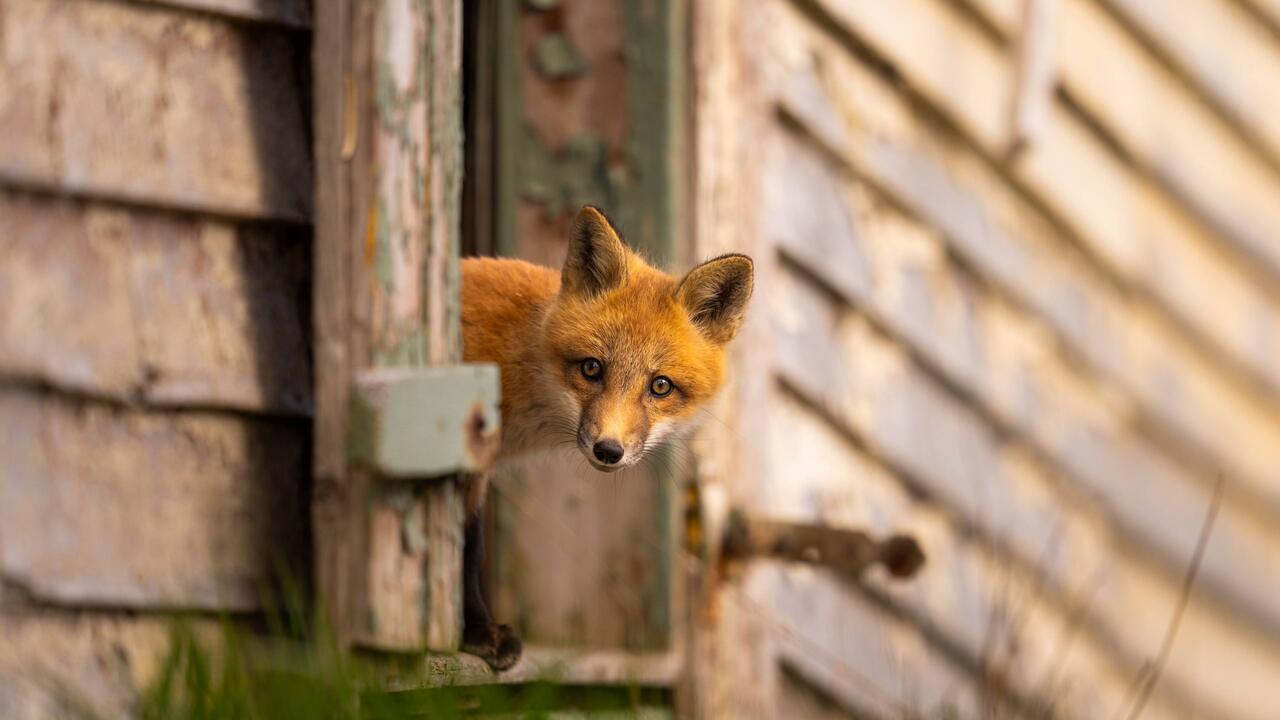 Rustic fox