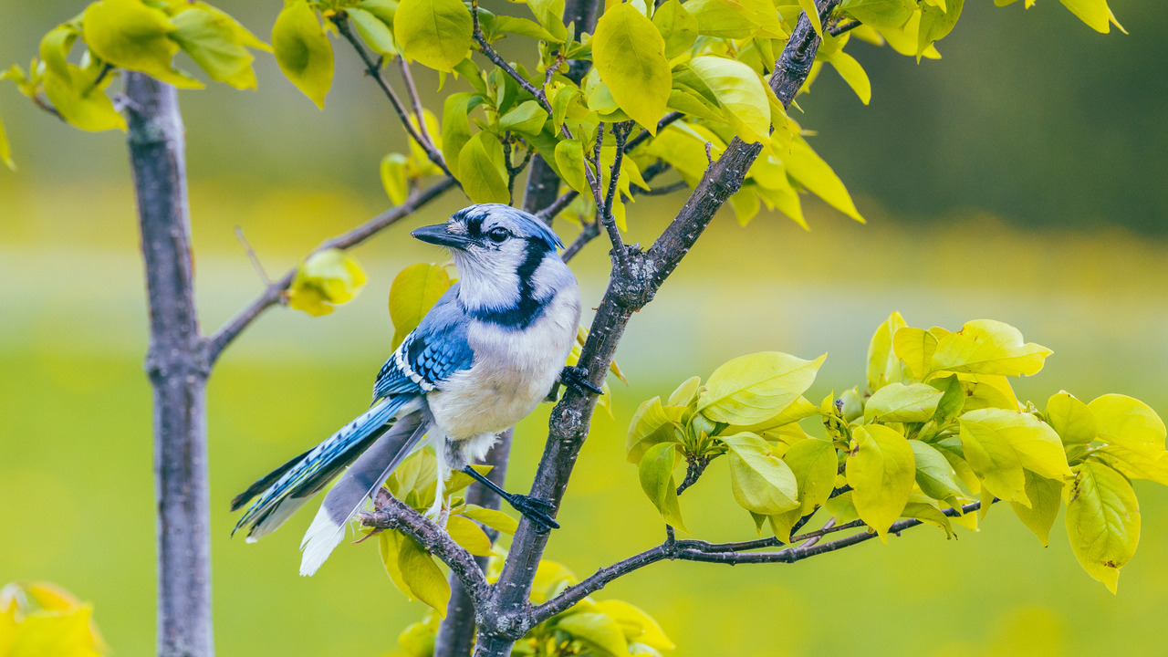 Hanging Blue Jay 