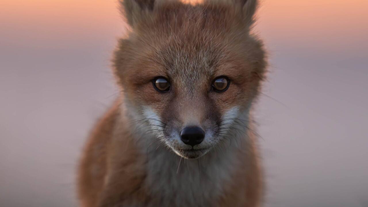 First light 
