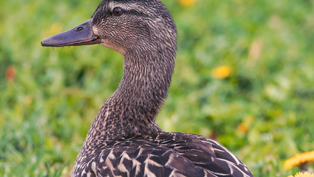 Dandelion Duck