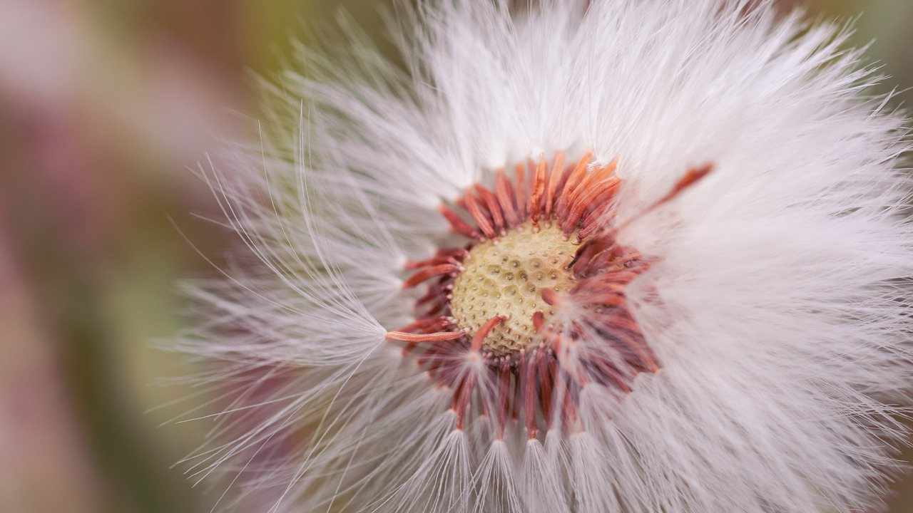 Dandelion Wishes 