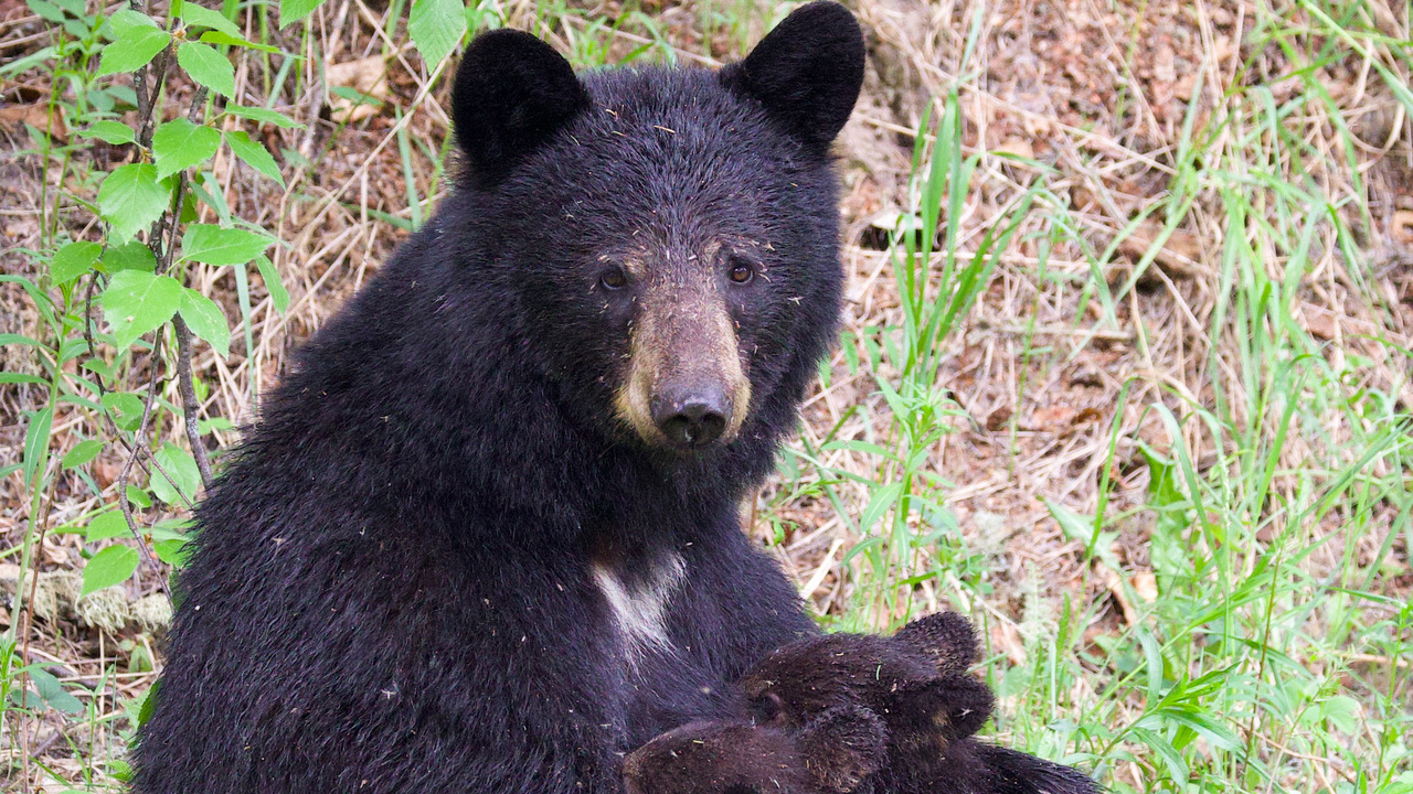 Teddy Bear picnic 