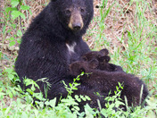 Teddy Bear picnic 