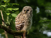 Barred Owlet 