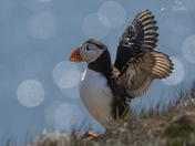 Atlantic Puffin