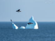 Atlantic Puffins
