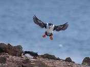 Atlantic Puffin landing