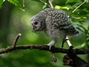 Barred Owlet 