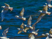 Bonaparte’s Gull