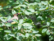 Cedar Waxwing