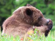 Grooming