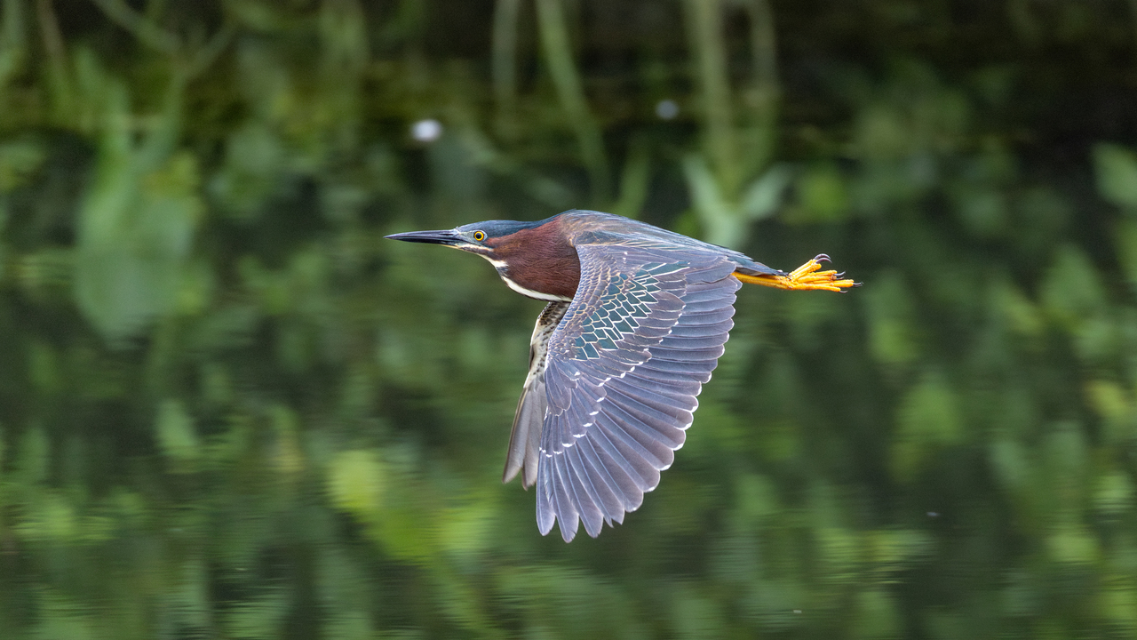 Green Heron