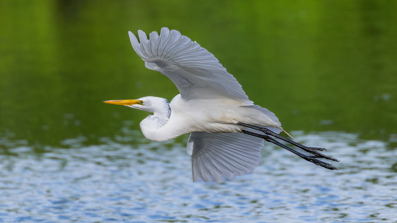 Great Egret